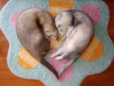 ferret_heart21.JPG